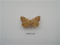 藏品(尺蛾214)的圖片